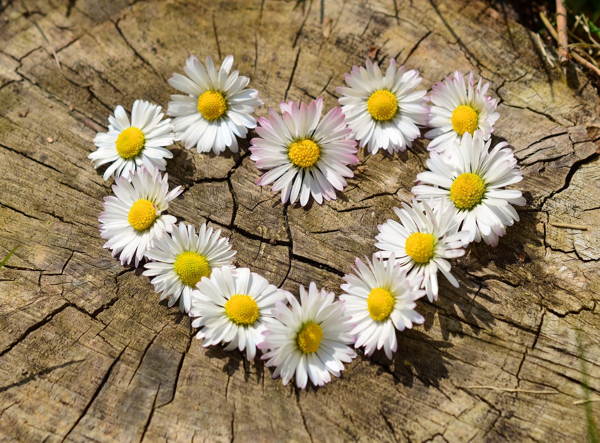 daisies-712892_1920