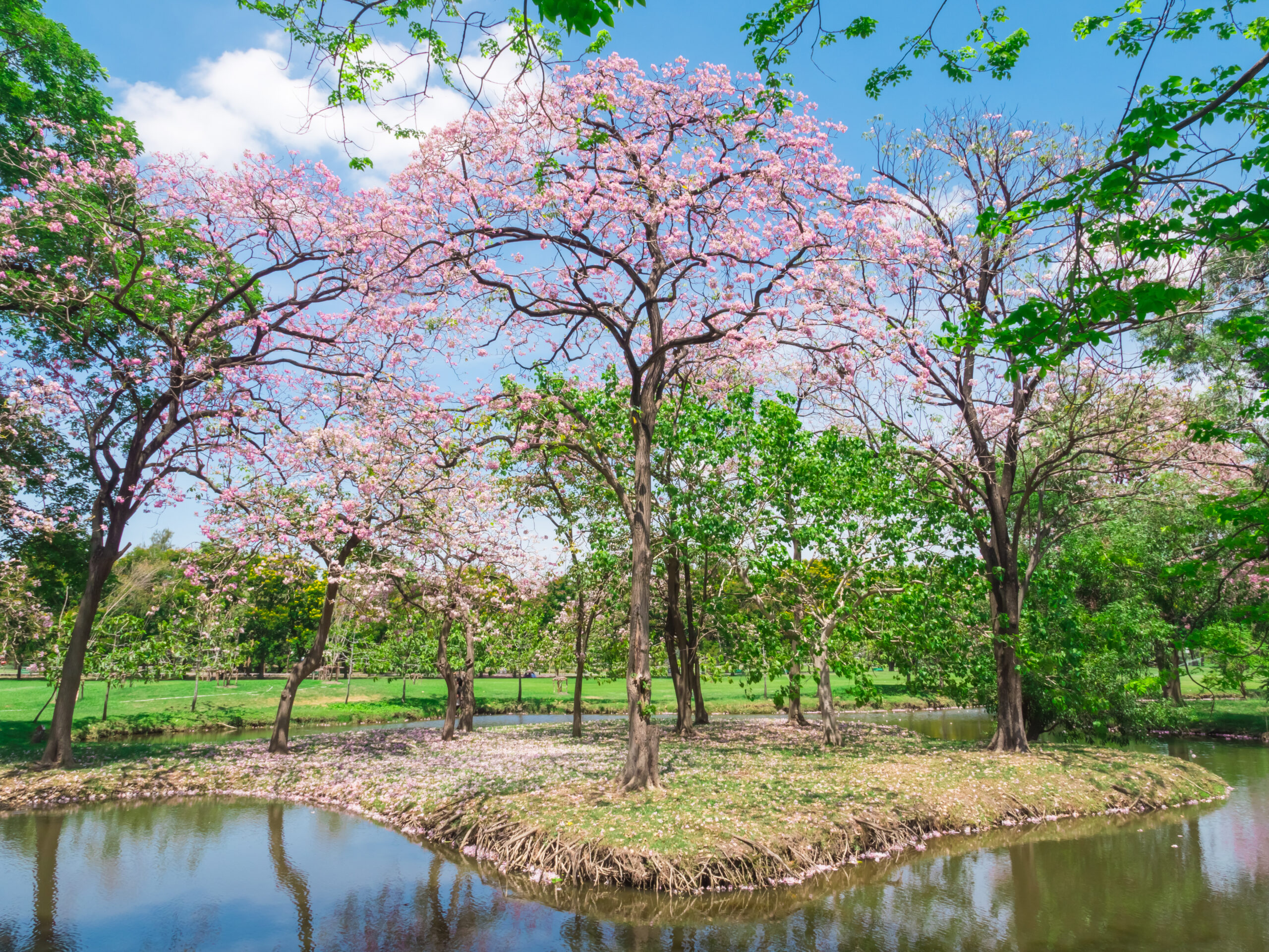 Flowers of pink trumpet trees are blossoming in Public park of